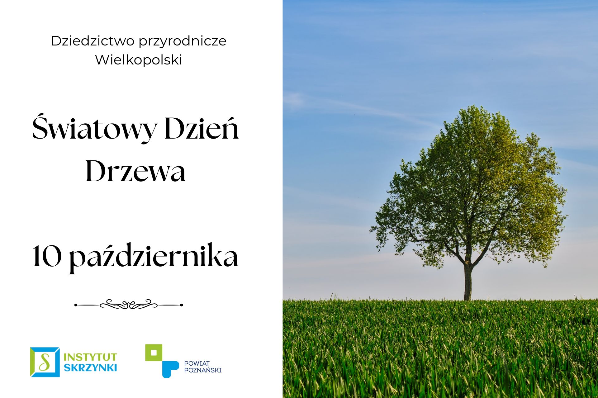 You are currently viewing Światowy Dzień Drzewa – poznajcie pomnik przyrody dąb „Jan”